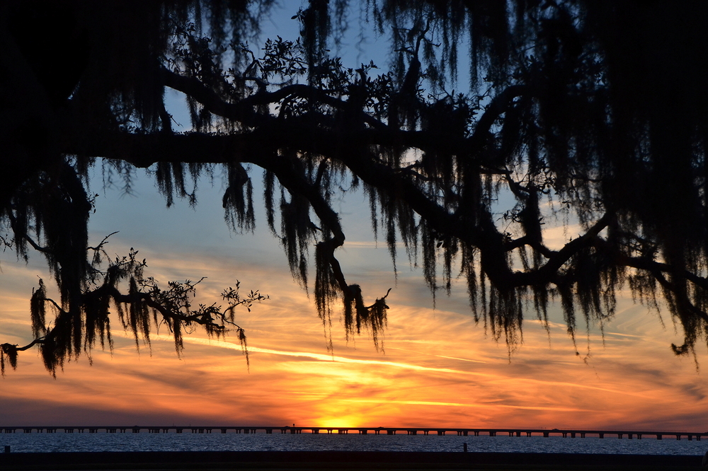Sunset at Lake Pontchartrain with tree in foreground