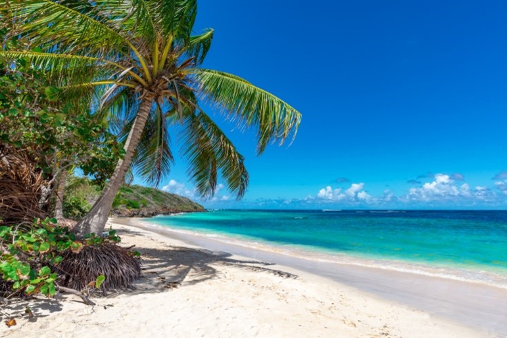 palm tree on beach with clear blue sky