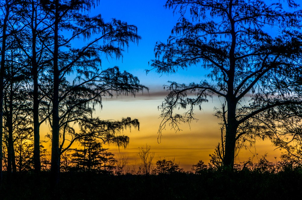 Silhouette of trees during a sunset